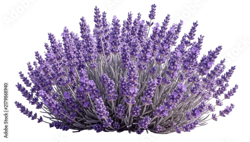 Konstfotografi Bushy lavender plant with numerous purple flower spikes, isolated on transparent