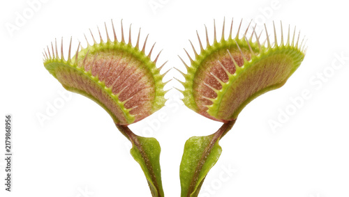 Photography Two open Venus flytrap mouths with sharp teeth, isolated on transparent backgrou