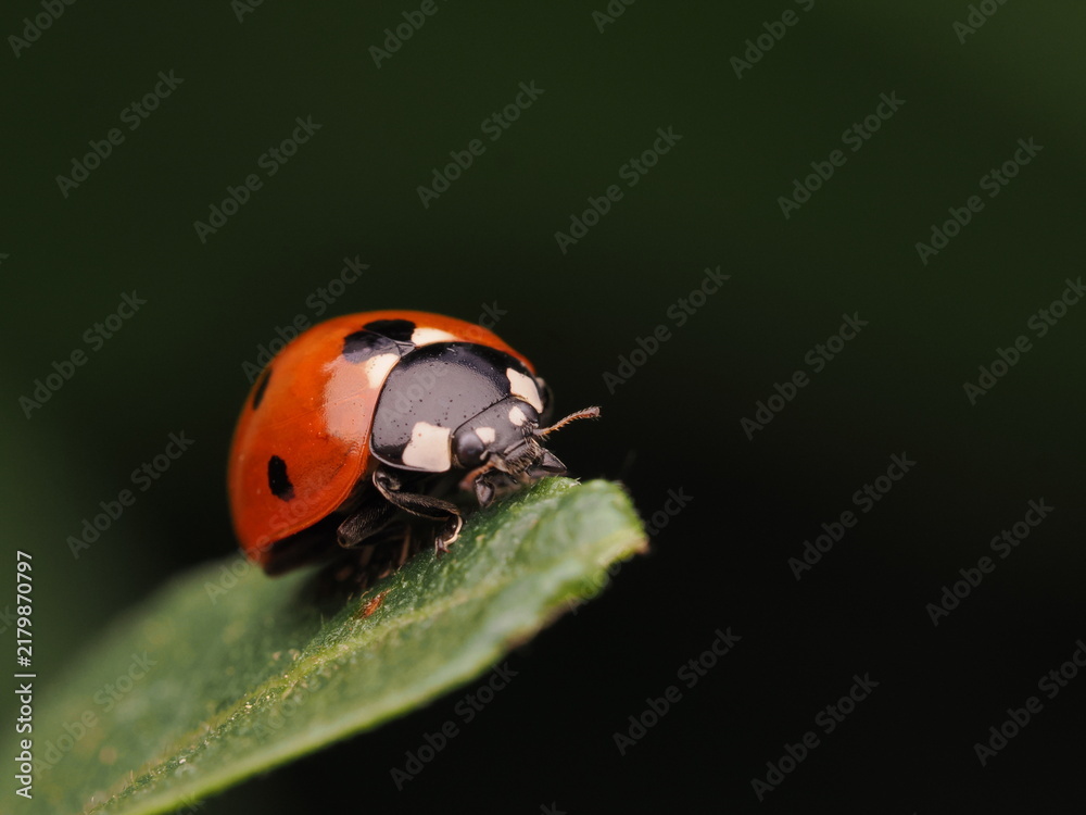 Fototapeta premium Mariquita de siete puntos (Coccinella septempunctata) descansando sobre una hoja verde brillante. Naturaleza y biodiversidad en el jardín. Ideal para conceptos de ecología y medio ambiente.