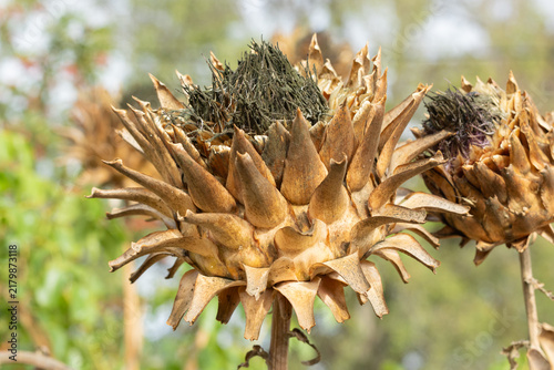 Dried Artichoke head. End of summer flowering. Artichoke seeds. 