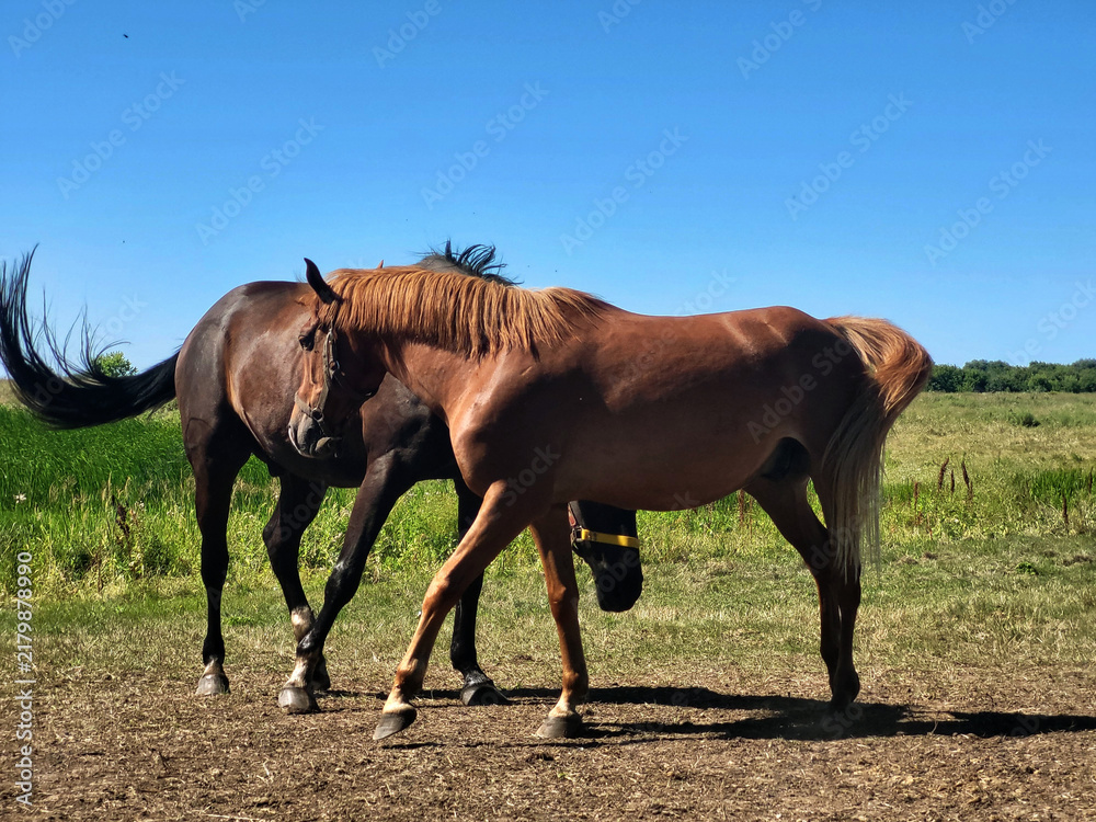 Obraz premium mare and foal