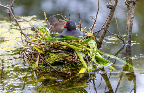Bild auf Leinwand Moorhen Gallinula chloropus sitting on its nest made of twigs, leaves and moss