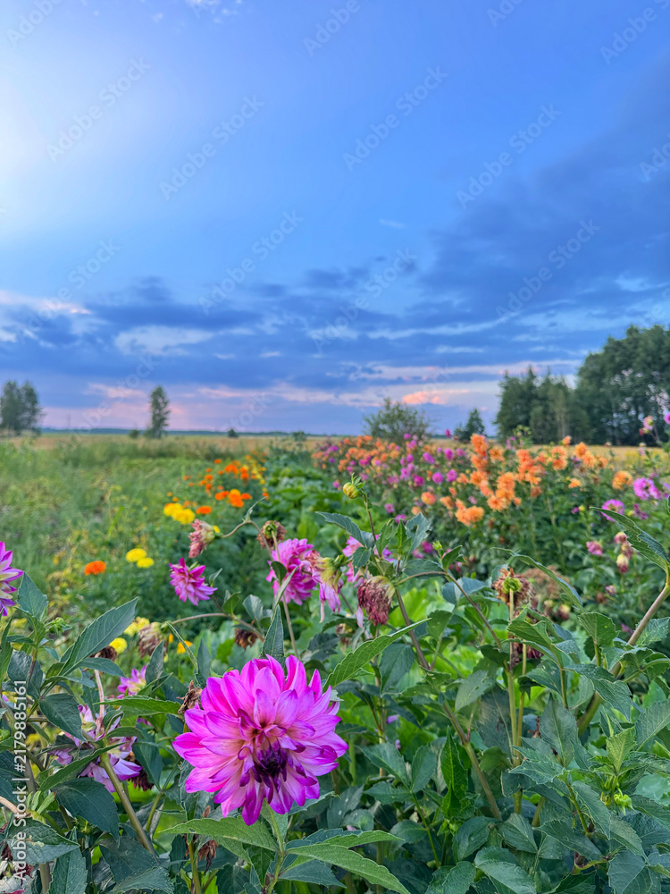 Obraz premium Close up of beautiful pink dahlia flower blooming in summer rural garden field