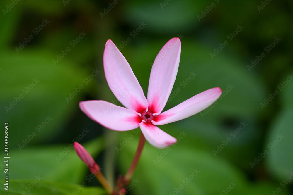Fototapeta premium Pink Kopsia (Kopsia fruticosa) Flower and Bud, Kelaniya, Sri Lanka. 
