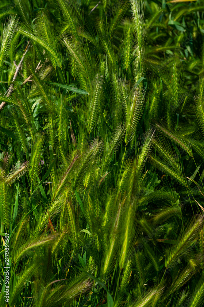 Fototapeta premium Close-up of vibrant green grass, perfect for environmental, wellness