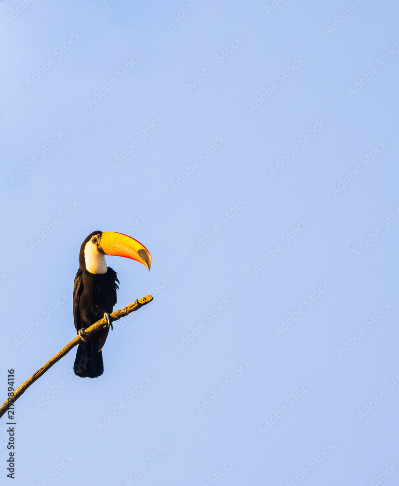 Obraz premium toucan on a branch