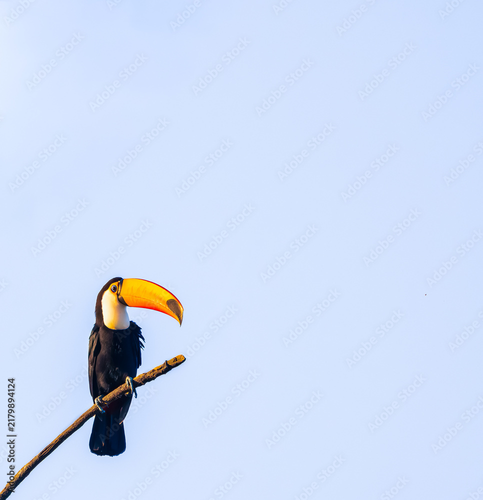 Obraz premium toucan on a branch
