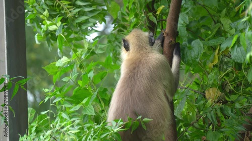 Indian Langur Monkey Climbing Tree Branch in Dense Green Forest Back View Close Up. Gray Langur Monkey Climbing Tree Trunk Amidst Lush Green Leaves in Wildlife Reserve.