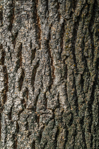 Bark of Green Ash (Fraxinus pennsylvanica ‘Centerpoint’)
