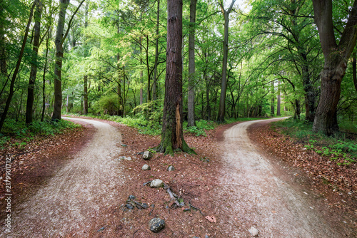 A dirt track splits into two paths around a tall tree in a bright green spring forest