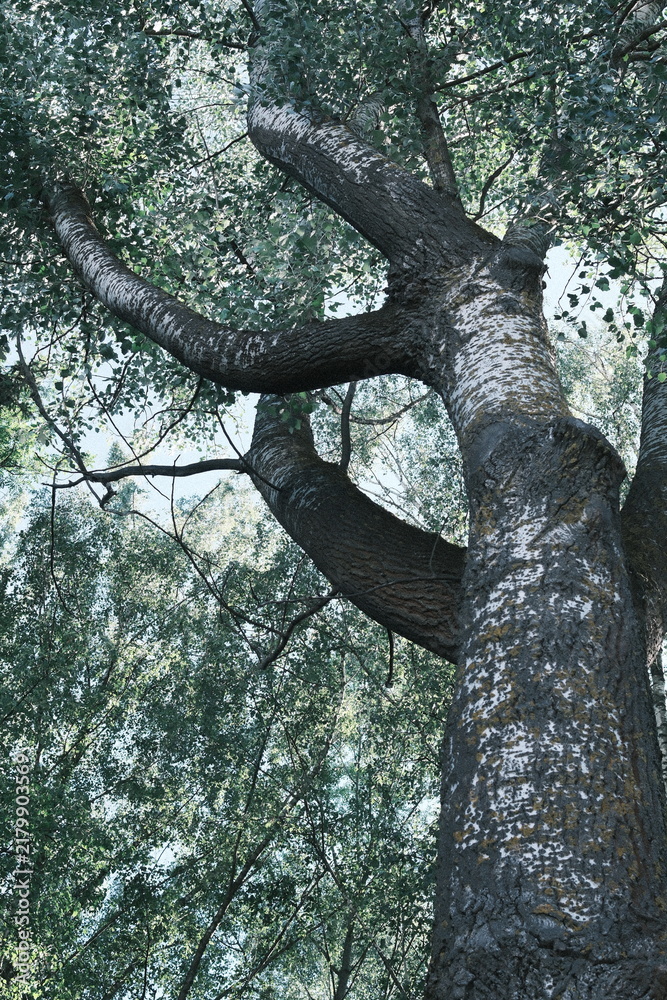 Obraz premium Tall birch tree with rough white bark and green leaves growing in the forest during a bright day as seen from a low angle looking up towards the sunlight filtering through