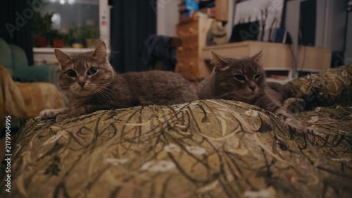 Two gray tabby cats relax together on a comfortable couch at night. The cozy indoor scene captures companionship, domestic life, comfort, and peaceful pet behavior.