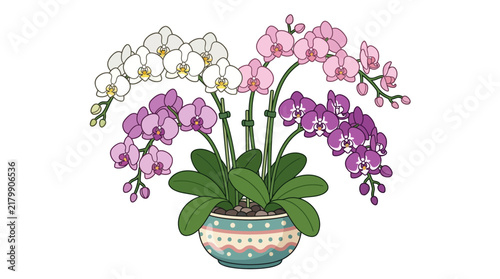 Potted orchid plant with colorful blossoms.