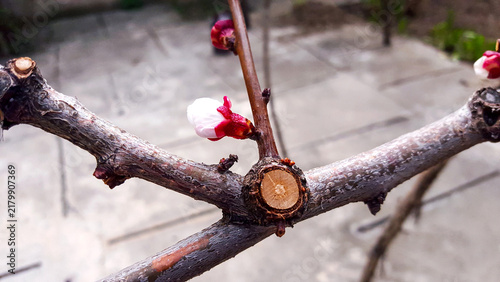 Pruned tree branches with emerging spring blossom buds