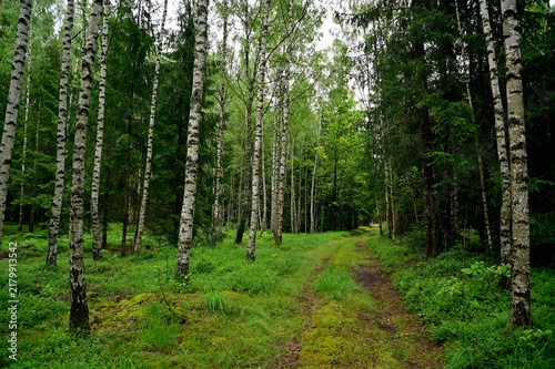 footpath in the forest