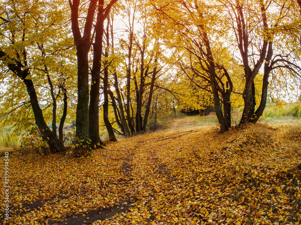 Fototapeta premium A carpet of yellow leaves in the park.