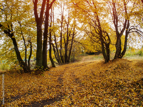 A carpet of yellow leaves in the park.