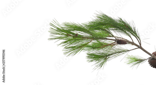 Conifer twig with green leaves isolated on white background, clipping path