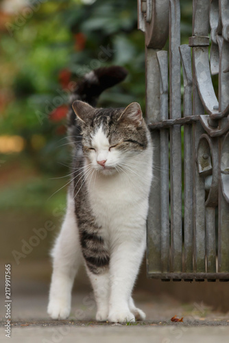 Katze reibt sich am Tor