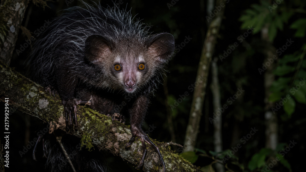 Obraz premium Aye Aye Lemur on Tree Branch in Nocturnal Rainforest