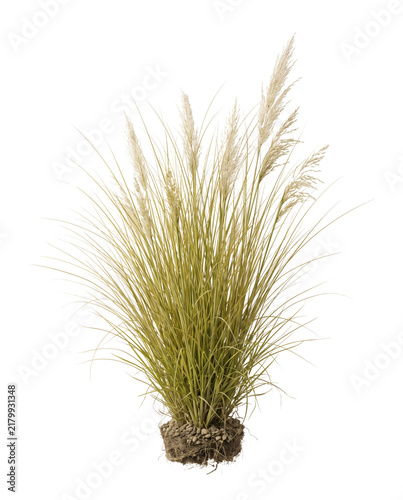 Photorealistic botanical cutout of golden ornamental grass clump with long arching leaves and feathery seed heads, created as a detailed landscape design element on a transparent background.