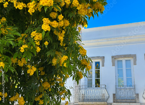 View of yellow flowers and white house in the old town on a summer day. Tavira.Portugal.