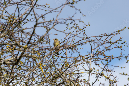 Fotografie Greenfinch in Budding Branches