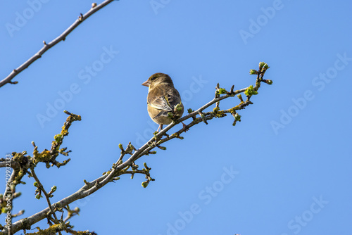 Canvas Print Female Greenfinch on a Budded Branch