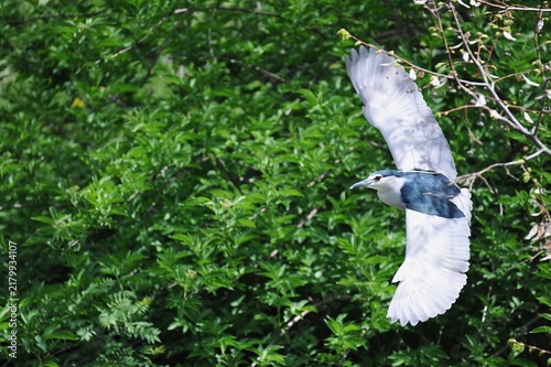 Martinete en vuelo 
