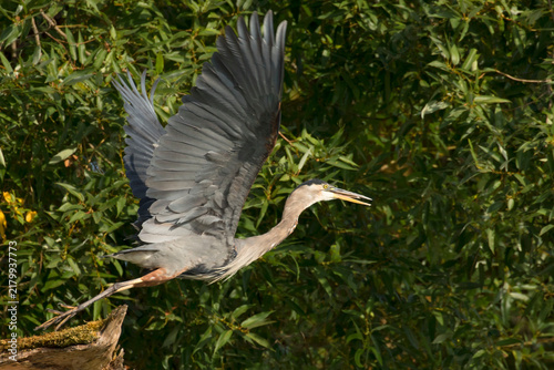 Obraz na plátně Great blue heron (Ardea herodias) on Willamette River, Willamette River Greenway