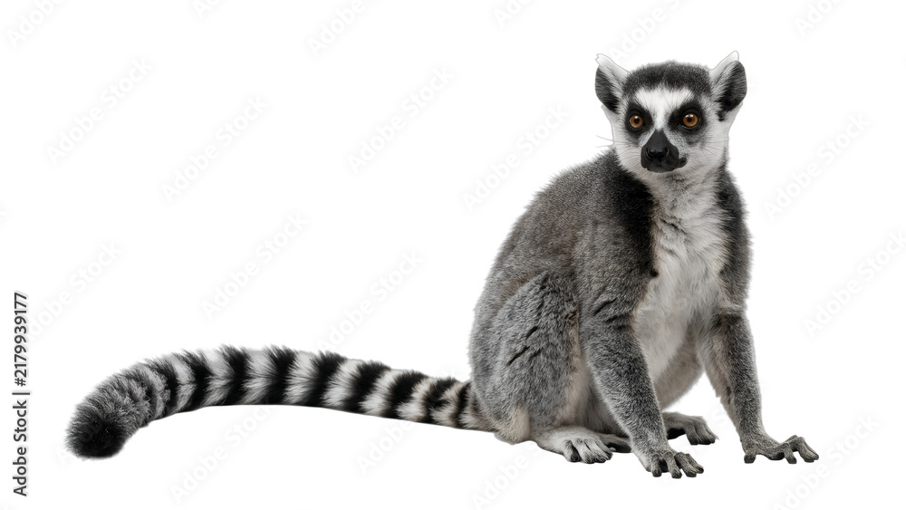 Obraz premium Lemur Sitting Isolated on White Background