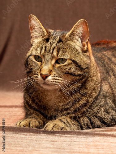 Quadro su tela Tabby cat with green eyes gazes upward, ears alert