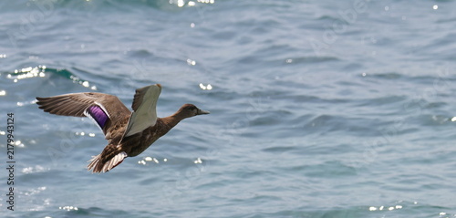 Photography Mallard duck flies over sea, Anas platyrhynchos, birds of Montenegro