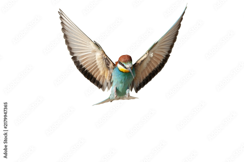 Obraz premium A European Bee-eater (Merops apiaster) hovering in mid-air, isolated against a transparent background, with its wings spread wide as it soars upward.