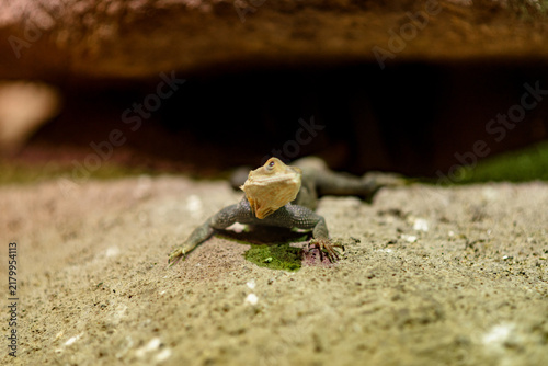 lizard on the stone