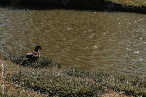 Foto duck