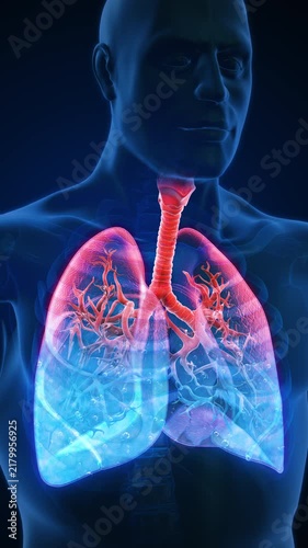 Fluid Filling Human Lungs in Transparent Chest Medical Vertical Animation