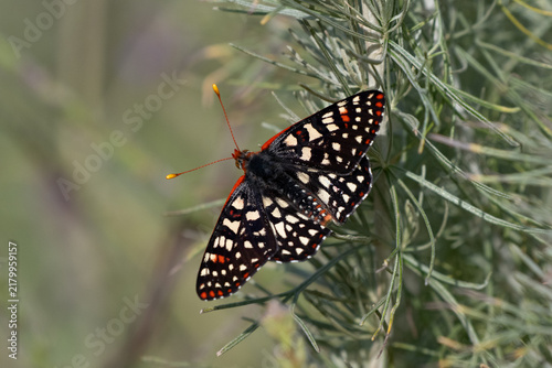 Colorful Chalcedon Checkerspot Butterfly clings to the wildflowers of Harmon Canyon for that sweet nectar or pollen