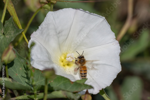 Honey bee is coated with yellow pollen as it collects as much as possible from Morning Glory wildflower