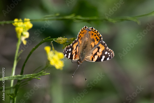 Colorful Painted Lady Butterfly clings to the wildflowers of Harmon Canyon for that sweet nectar or pollen