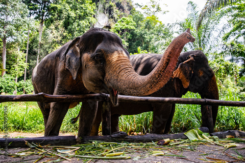 Canvas Print Two Asian elephants are standing by the wooden fence in the enclosure