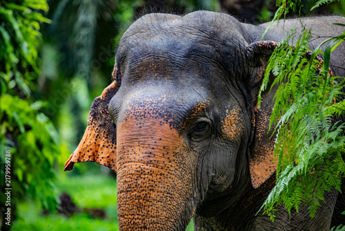 Bild auf Leinwand An Asian elephant is walking along a path through the dense jungle