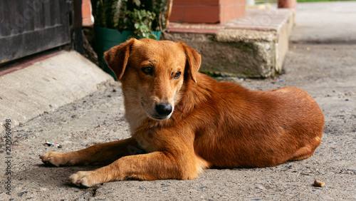 Obraz na plátně Stray Dog Resting on the Floor