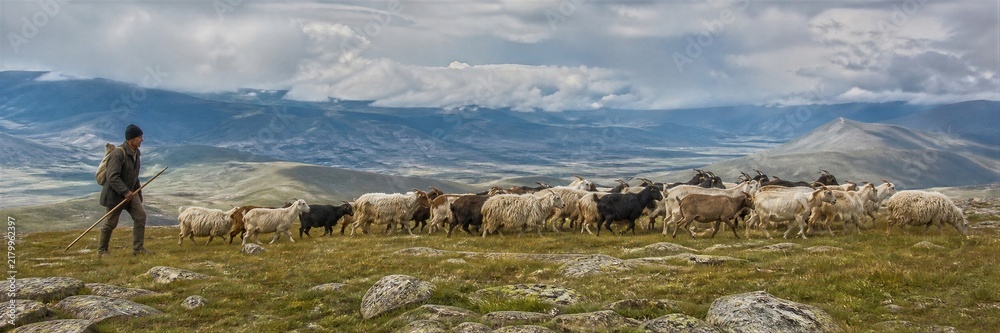 Fototapeta premium Shepherd herding flock of goats and sheep across grassy highland plateau with wooden staff. Rural livestock farming and pastoral life in mountains under dramatic cloudy sky.