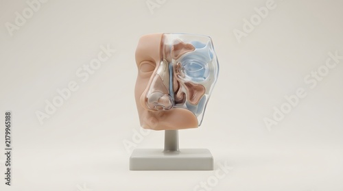 Anatomical Model of the Human Nasal Cavity and Sinuses.
