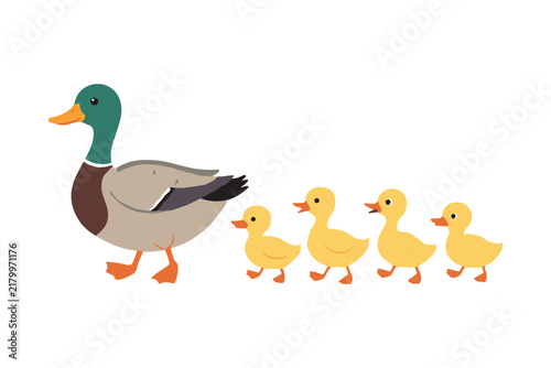Mother Duck and Ducklings: A charming illustration depicts a mother duck leading her four fluffy ducklings in a line, waddling across a soft, unadorned background.