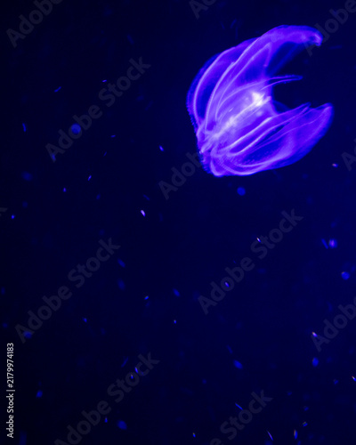 Foto Bioluminescent comb jellyfish glowing neon purple in a dark blue deep ocean back