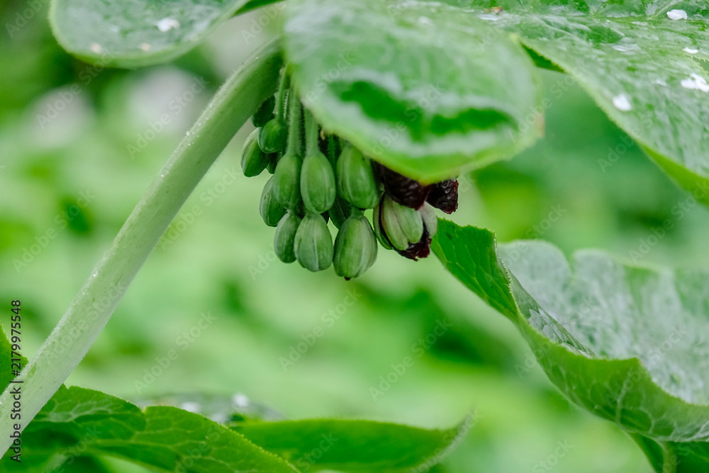 Fototapeta premium Dysosma versipelle (Podophyllum), Chinesischer Maiapfel, Niederlande