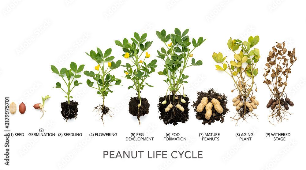 Obraz premium Peanut life cycle diagram showing growth stages from seed to mature plant with pods