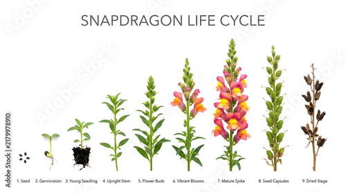 Snapdragon life cycle from seed to mature plant, showcasing growth stages and eventual seed dispersal